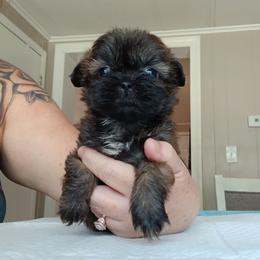 Moglee - Brindle male Shih Tzu puppy in Brodnax, Virginia from K.B's