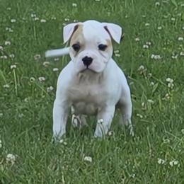 Reese - White and tan female American Bulldog puppy in Three Rivers, Michigan from Jemms Kennels