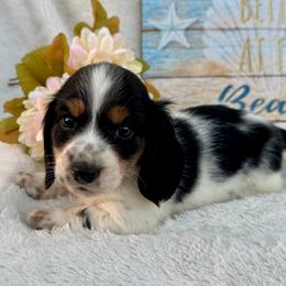 Grayson - Piebald male Dachshund puppy in Colbert, Oklahoma from Brooke Crenshaw