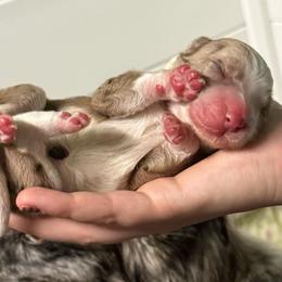Jasper - Red merle male Aussiedoodle puppy in Kensington, Ohio from Hickory Hideaway Doodles