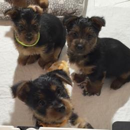 Australian Terrier puppies from Djinda Australian Terriers