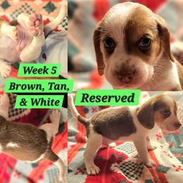 Shiloh-Green-Male - Brown white and tan male Beagle puppy in Bemidji, Minnesota from Nse Farms Beagles