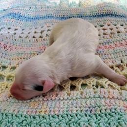 Gabriel - White male Sheepadoodle puppy in Bellevue, Iowa from Vivere Farm LLC