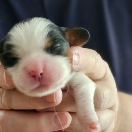 Audrey - Tri-color female Cavalier King Charles Spaniel puppy in Waterloo, Iowa from Muddy Paws Cavaliers