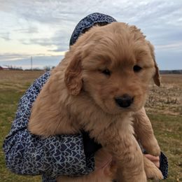 Golden Retriever Puppies from TLC Pups