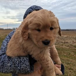Golden Retriever Puppies from TLC Pups