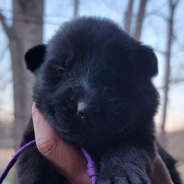 Purple Collar - Aoife - Bi-color female German Shepherd puppy in Augusta, West Virginia from Cricket Hollow Canines