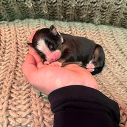 Tater tot - Black tri-color female Australian Shepherd puppy in Altmar, New York from E&C Australian Shepherds