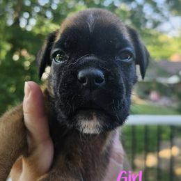 Pink - Fawn female Boxer puppy in Johnson City, Tennessee from Seven Kingdom Boxers