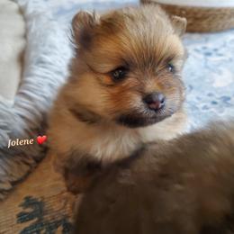 Jolene - Orange sable female Pomeranian puppy in Saint Charles, Missouri from Bisous Pomeranians & Heartland Sh
