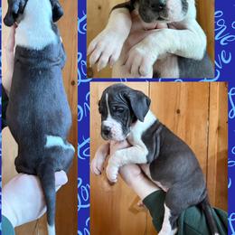 Warlock - Mantle male Great Dane puppy in Wellsville, New York from Prophecy Danes