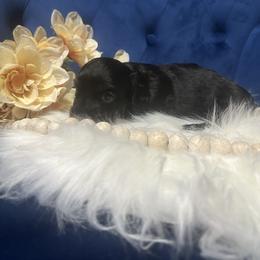 Missy - Black female Dachshund puppy in Saint Peter, Illinois from Ashton’s Doxies of Southern IL