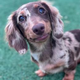 Indie - Dachshund