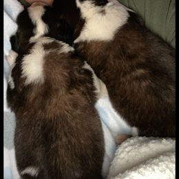 Saint Bernard Puppies from Fletchers Saints