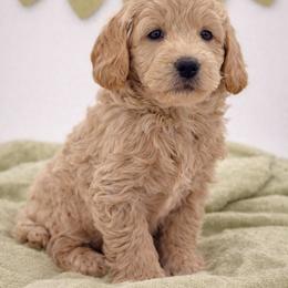 Green - Apricot male Goldendoodle puppy in Byron, Georgia from Southern Olive Doodles 🫒