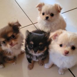 Chihuahua Puppies from Inuzuka Chis