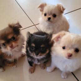 Chihuahua Puppies from Inuzuka Chis
