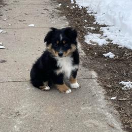 Male black tri - Black tri male Toy Australian Shepherd puppy in Hillsboro, Illinois from Shoal Creek Puppies