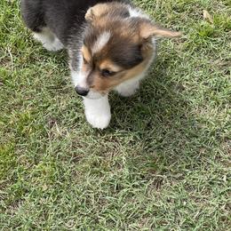 Pembroke Welsh Corgi Puppies from Kilgore’s Puppies of Greers Ferry Lake