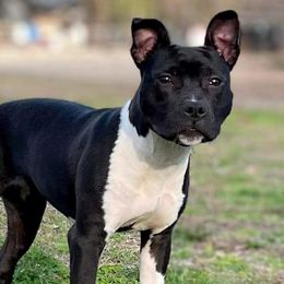 Mirage - Black American Staffordshire Terrier puppy in Powhatan, Virginia from Ohana Amstaffs and Aussies