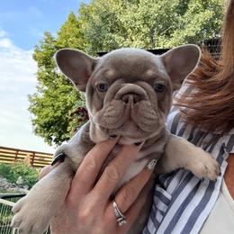 Indie - Blue fawn female French Bulldog puppy in Klamath Falls, Oregon from S-D Frenchies