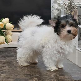 Rex - Black tan and white male Biewer Terrier puppy in Modesto, California from Granny's yorkshire Terrier Modesto California