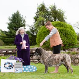 Mastiff All Grown Up from Bittersweet Lane Mastiffs