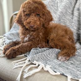 Stu Lou Who - Red  male Goldendoodle puppy in Warsaw, Ohio from Lovabledoodles