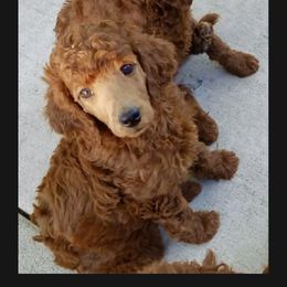 Poodle Puppies from Prissy Pants Poodles LLC