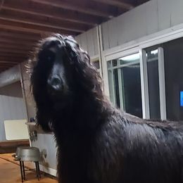 Afghan Hounds from Maringal Sams n Ghans