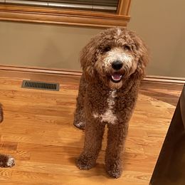 Bailey - Goldendoodle