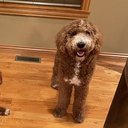 Bailey - Goldendoodle