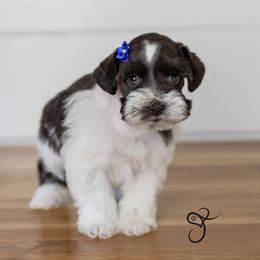 Wilma - Parti Miniature Schnauzer puppy in Diamond Valley, Utah from JoJo's Schnauzers