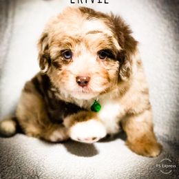 Aussiedoodle Puppies from Ohana Companions