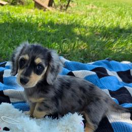 Maive 4500 - Dapple female Dachshund puppy in Lexington, Oklahoma from Long Doggy Acres Miniature Dachshunds
