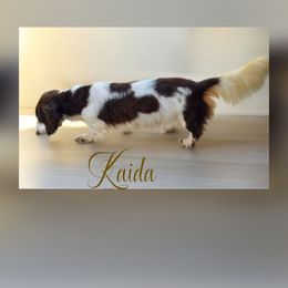 Kaida - Dachshund