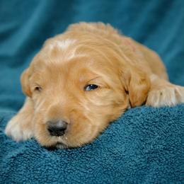 Blossom - Apricot female Australian Labradoodle puppy in Stanwood, Washington from Victoria Creek Australian Labradoodles