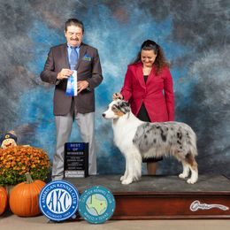 Shimmer - Australian Shepherd