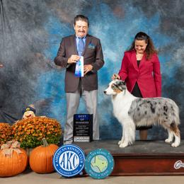Shimmer - Australian Shepherd
