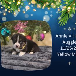 Yellow Male - Black and white male American Corgi puppy in Campbellsburg, Indiana from Kates Corgis