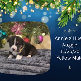 Yellow Male - Black and white male American Corgi puppy in Campbellsburg, Indiana from Kates Corgis