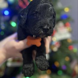 Donner - Black male Goldendoodle puppy in Howard City, Michigan from Doodles and Chaos