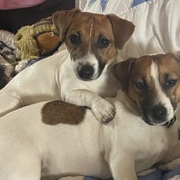 Golden Retrievers and Russell Terriers from VS Golden Fields