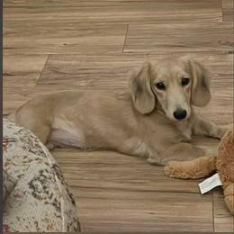 Bailey - Dachshund