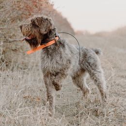 Wirehaired Pointing Griffons from Beards & Bourbon Wirehaired Pointing Griffons