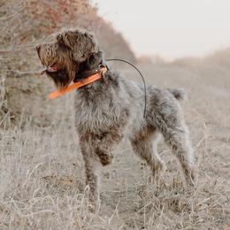 Wirehaired Pointing Griffons from Beards & Bourbon Wirehaired Pointing Griffons