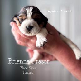 Brianna Fraser - Liver white and tan female English Springer Spaniel puppy in Tupalo, Mississippi from Butterfield Trail Farm