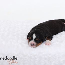 Bernedoodle Puppies from Bernedoodle Bliss