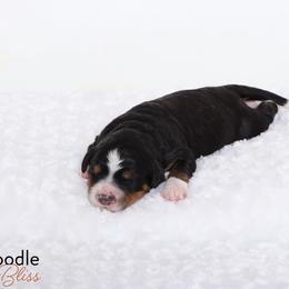 Bernedoodle Puppies from Bernedoodle Bliss
