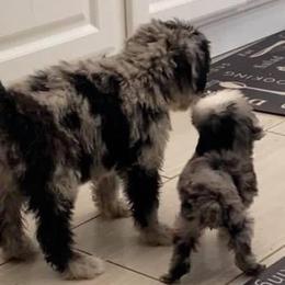 American Bully, Bernedoodle, Poodle, Sheepadoodle, and Whoodle Puppies from Wonderland’s Boujie Kennels